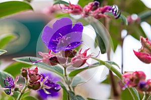 Pink and purple fuschia variety flowers