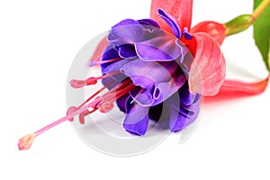Pink and Purple fushia flower
