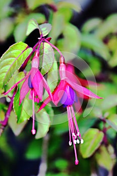 Pink and purple fusiha flowers