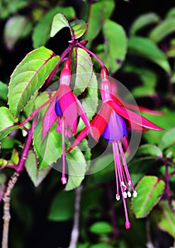 Pink and purple fusiha flowers