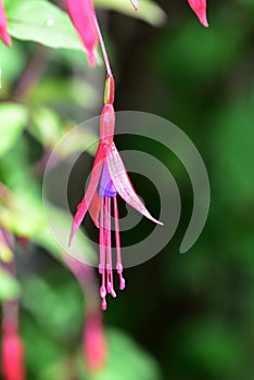 Pink and purple fusiha flowers