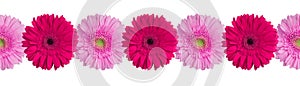 Pink and purple gerbera flowers border on white background isolated close up, red gerber flower seamless pattern, decorative frame