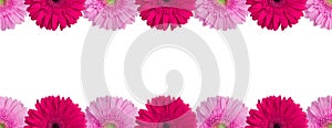 Pink and purple gerbera flowers border on white background isolated close up, red gerber flower seamless pattern, decorative frame