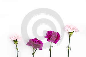 Pink and purple gillyflowers on white background