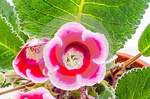 Pink-purple Gloxinia, Sinningia speciosa flower