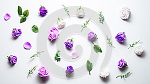 Pink and purple heads of rose flowers scattered on a white table. Flatt layout.