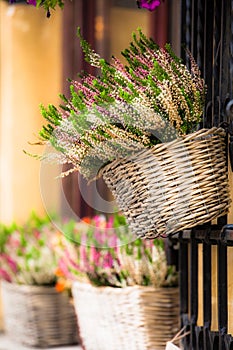 Pink and purple heather in decorative flower pot