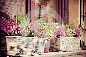 Pink and purple heather in decorative flower pot