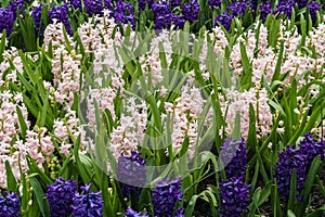 Pink and purple hyacinth bulbs in the garden closeup