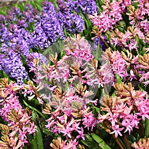 Pink and purple hyacinth