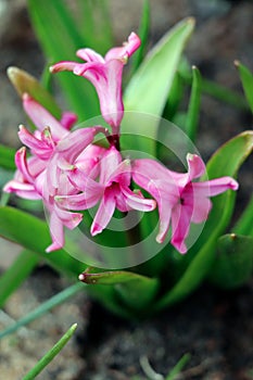 Pink and purple hyacinth in the early sping. Spring flowers. Hyacinth flower