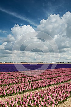 Pink and purple hyacinth field with beautiful clouds