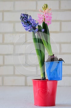 Pink and purple hyacinths in a red planter and a blue container on a light background against a brick wall at the back. Valentine