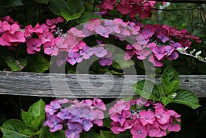 Pink and purple hydrangea flowers with a weathered fence