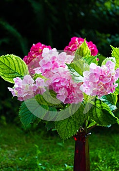 Pink and purple hydrangeas in vase