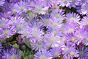 Pink and purple ice plant. Drosanthemum floribundum, rodondo creeper, pale dewplant, or dew-flower