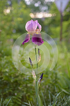 Pink_purple iris on a flower bed in the garden