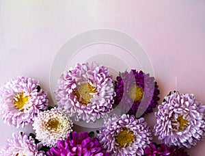 Pink, purple, lilac aster flowers lie on a pink wooden background. Place for text