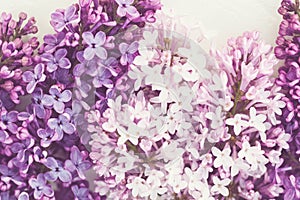 Pink purple lilac background, lilac blossoms closeup