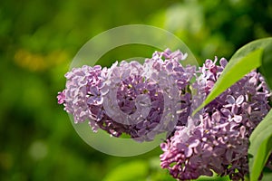 Pink or purple lilac flower on the pipe-tree during spring.