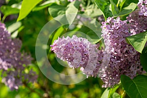 Pink or purple lilac flower on the pipe-tree during spring.