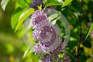 Pink or purple lilac flower on the pipe-tree during spring.