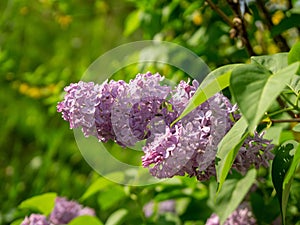 Pink or purple lilac flower on the pipe-tree during spring.