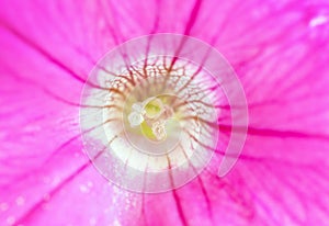 Pink purple lily with stamen