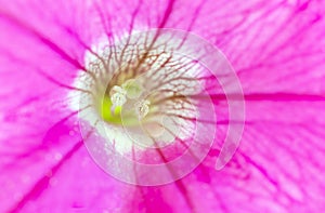 Pink purple lily with stamen