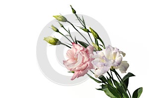 Pink and purple lisianthus flowers