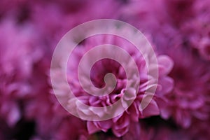 Pink / purple little mum flower macro background