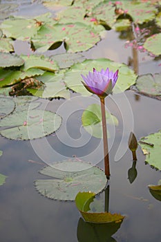pink and purple lotus blooming beauty nature in garden Bangkok Thailand
