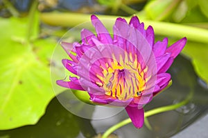 pink purple lotus blooming beauty nature in garden Thailand