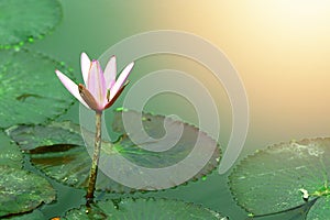 Pink purple lotus on stalk in pond with foliage