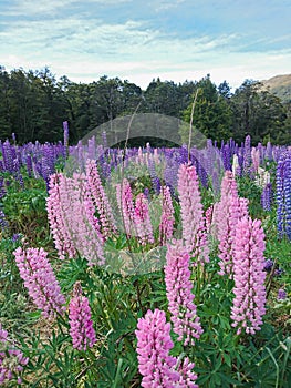 Pink and purple lupine flower field