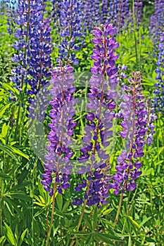 Pink and purple lupine flowers in summer