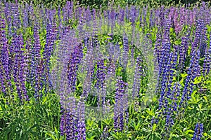 Pink and purple lupine flowers in summer