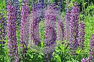 Pink and purple lupine flowers in summer