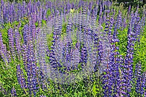 Pink and purple lupine flowers in summer