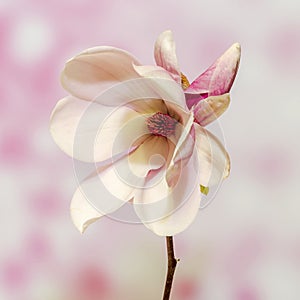 Pink, purple magnolia branch flower, close up, , gradient background