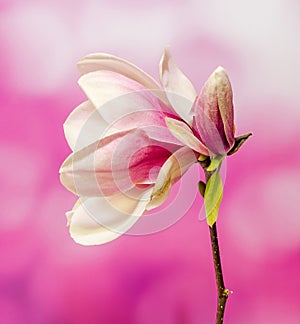 Pink, purple magnolia branch flower, close up, , gradient background