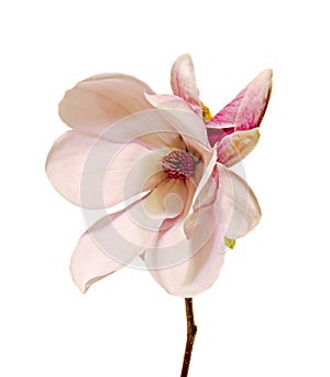 Pink, purple magnolia branch flower, close up, white background