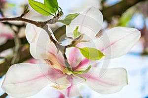 Pink or Purple Magnolia Tree with Blooming Flowers