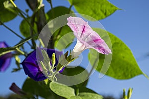 Pink and Purple Morning Glory Flowers