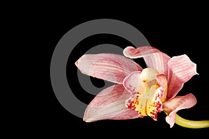 Pink Purple Orchid Black Background
