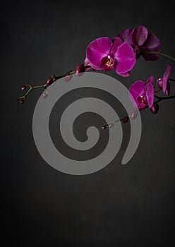 Pink purple orchid on black background