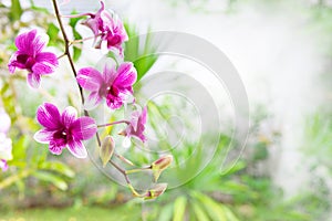 Pink purple orchid flower bouquet in green park with copy space