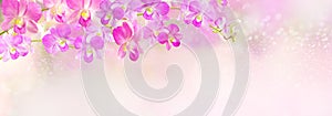 Pink and purple orchid flower header,banner background