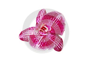 Pink and purple Orchid flower isolated on white background