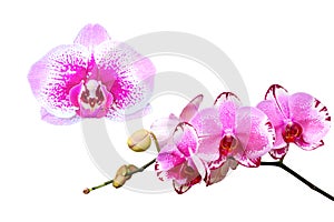 Pink or purple orchid flower on white